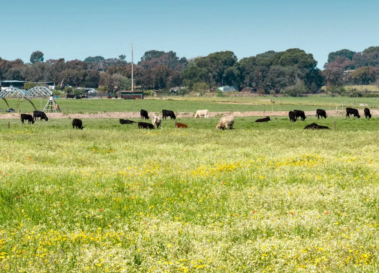 Forragens e alimentação animal: base técnica da produtividade pecuária