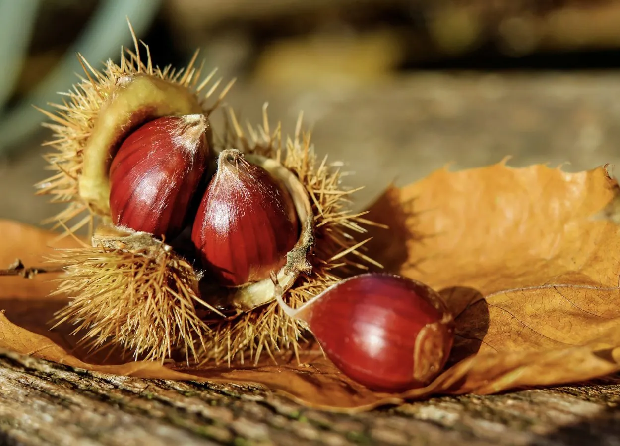 Boas Práticas da Colheita da Castanha: Aumentar Qualidade e Valor em Tempos Desafiantes
