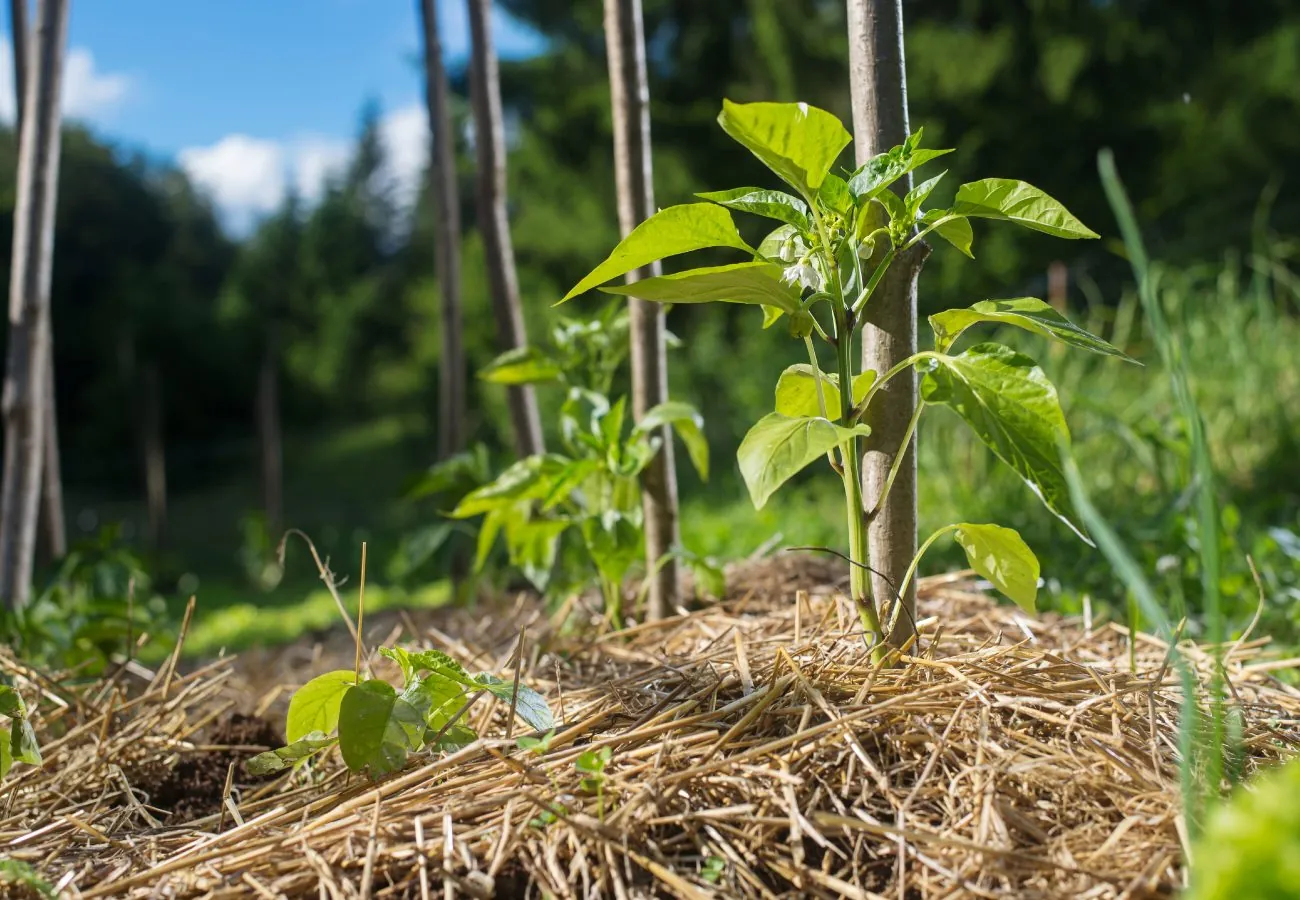 Certificação em Agricultura Biológica: Requisitos e Benefícios