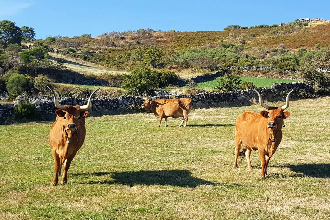 A importância de preservar as raças bovinas autóctones portuguesas