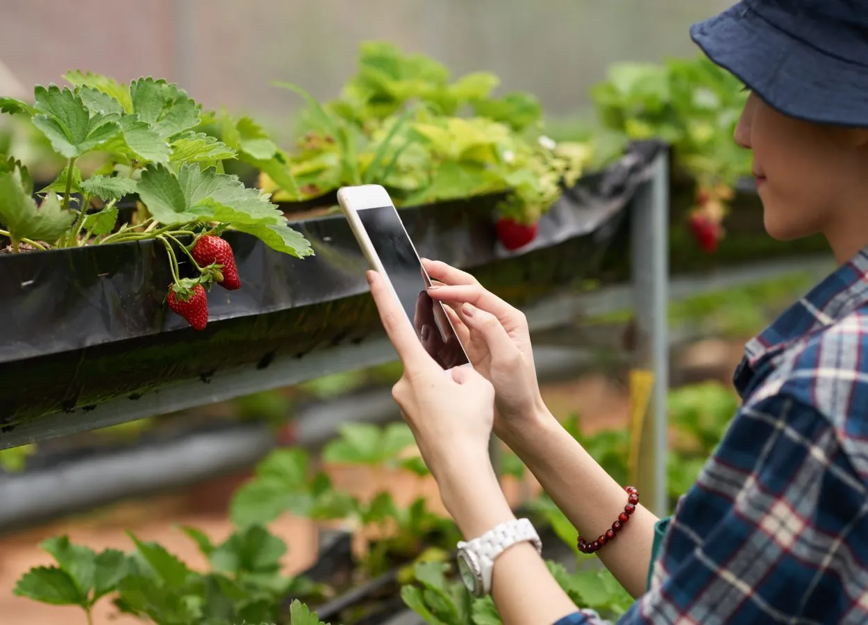 Divulgação de Produtos Agrícolas nas Redes Sociais