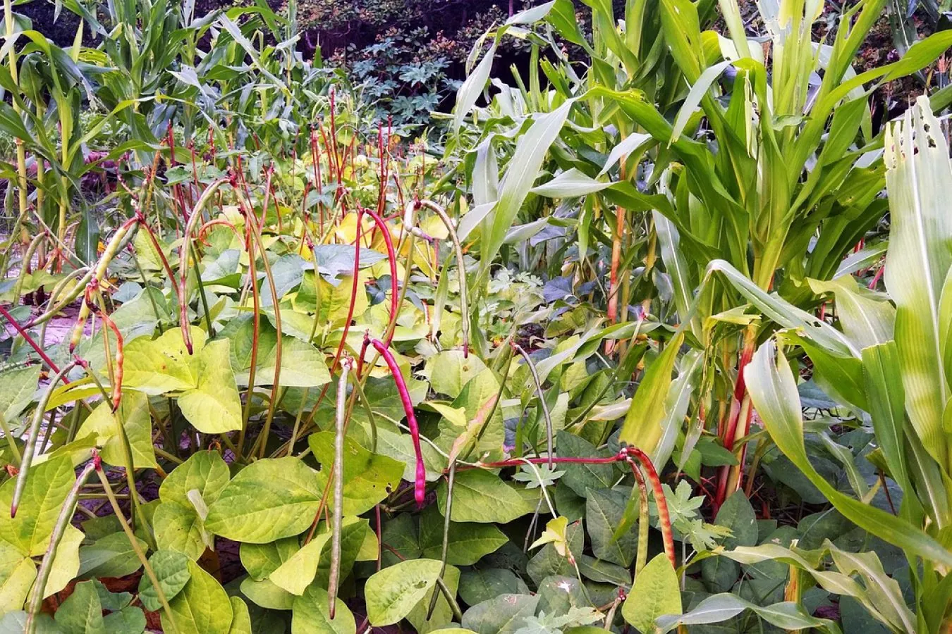 O impacte da diversidade vegetal como potenciador da atividade dos auxiliares na produtividade e sanidade das culturas num ecossistema agroflorestal, por Ana Sofia Simões Pereira
