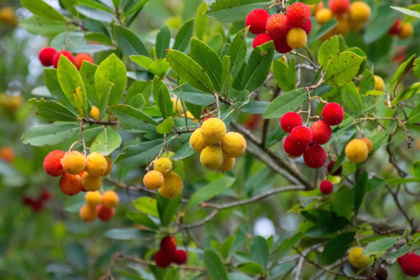 O Medronheiro no Repovoamento Florestal
