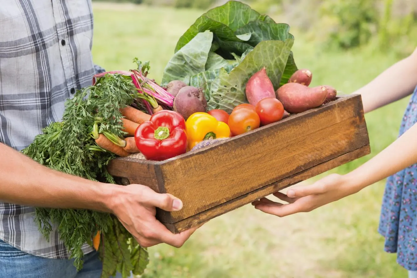 Vantagens e Desafios do Regime de Venda Direta na Agricultura Biológica