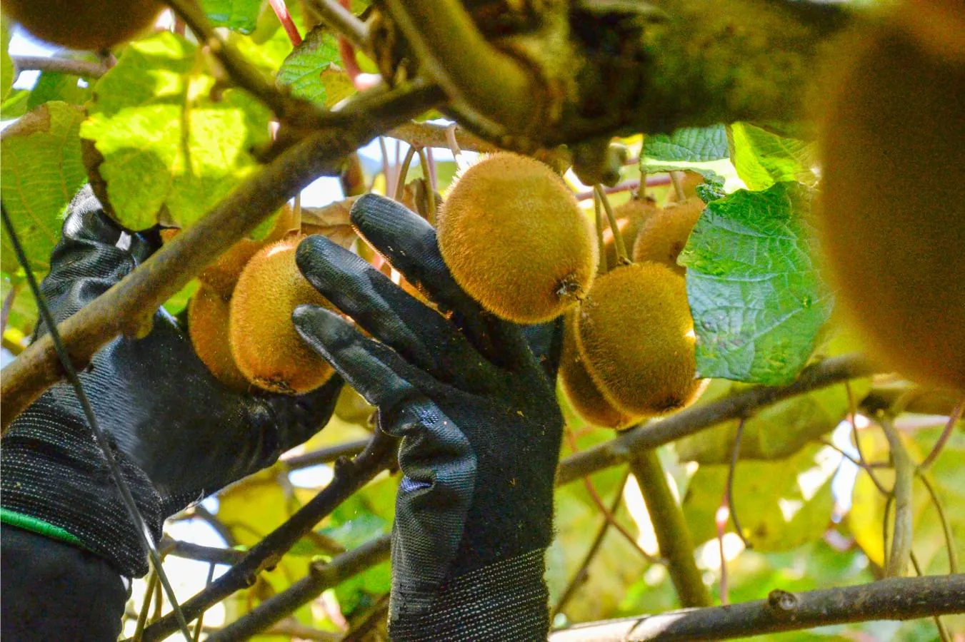 Colheita do Kiwi: Boas Práticas