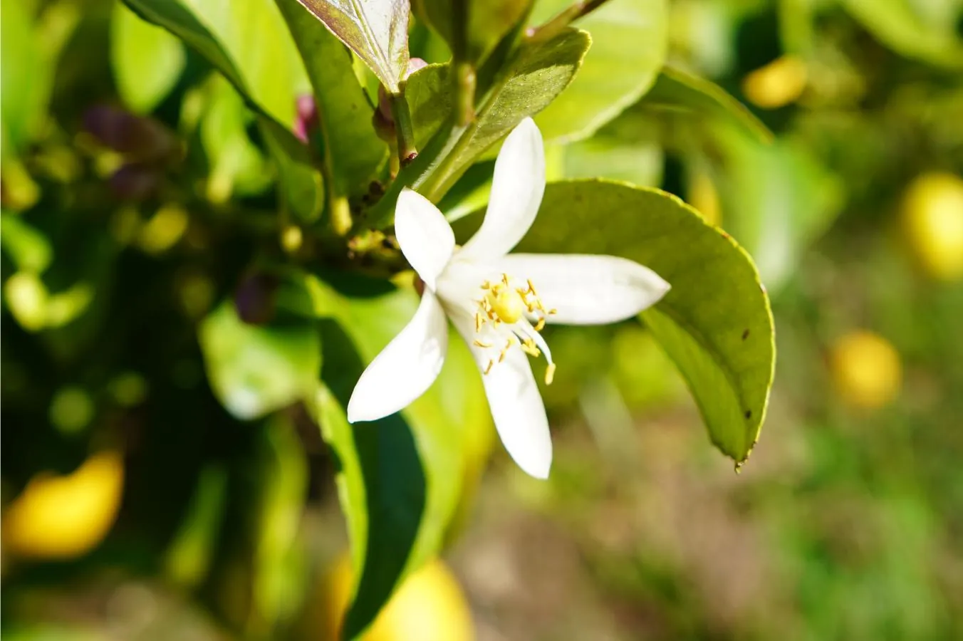 Floração no Limoeiro