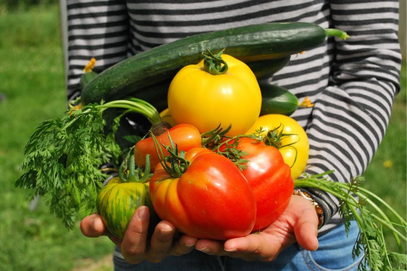 Estratégia “Do Prado ao Prato”: Uma Visão para um Sistema Alimentar Sustentável