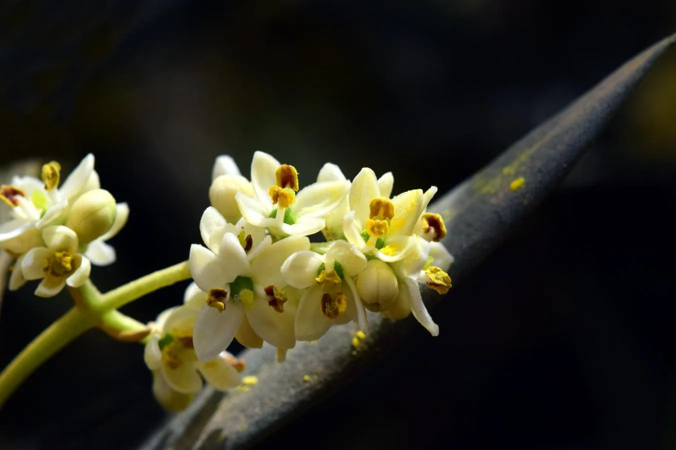 Floração no Olival