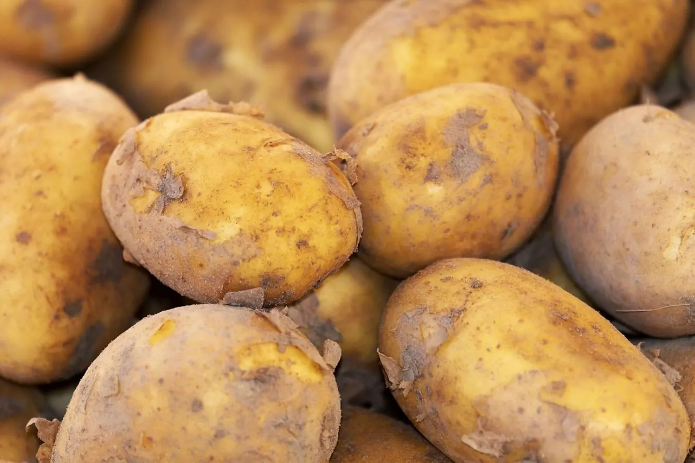 Dia Internacional da Batata: A Importância da Cultura