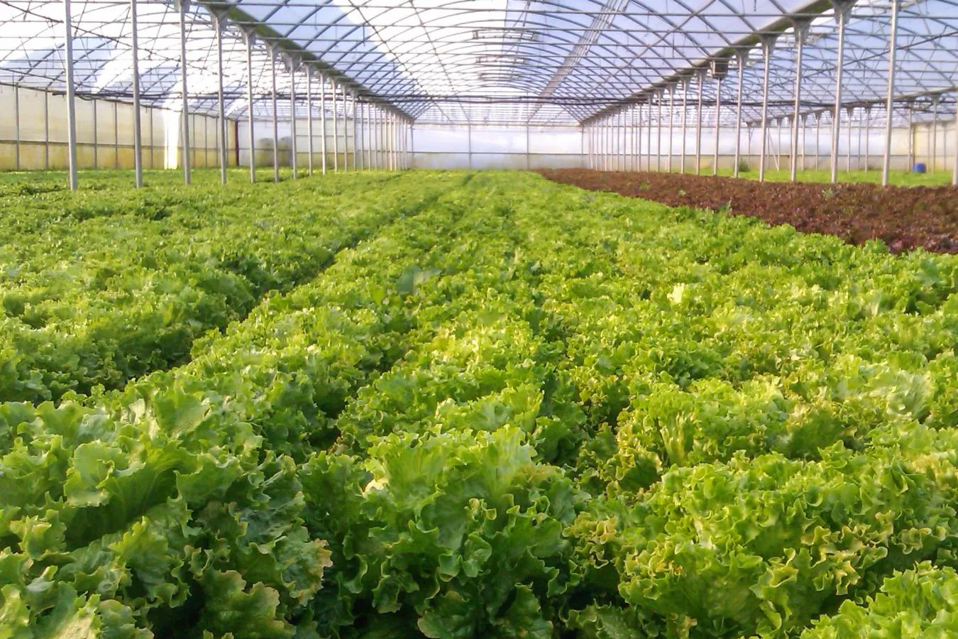 Tendências da Horticultura Protegida em Portugal