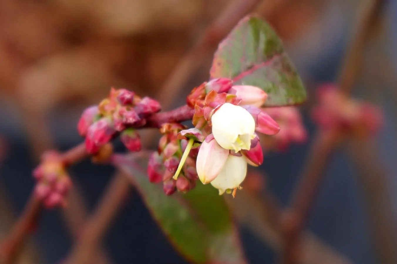 Floração no Mirtilo
