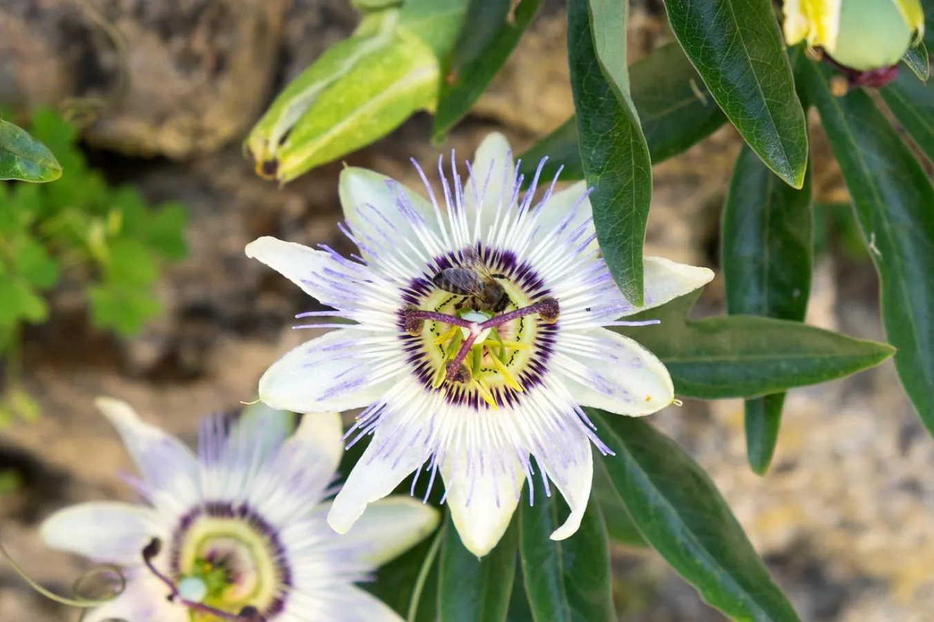 Floração no Maracujazeiro