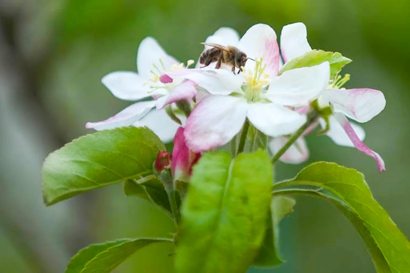 Floração na Macieira