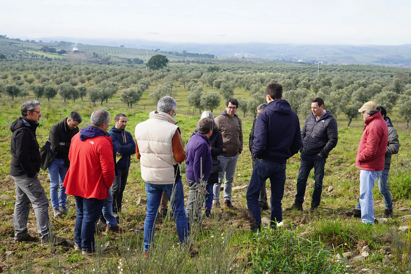 Poda da Oliveira: Formação de Campo