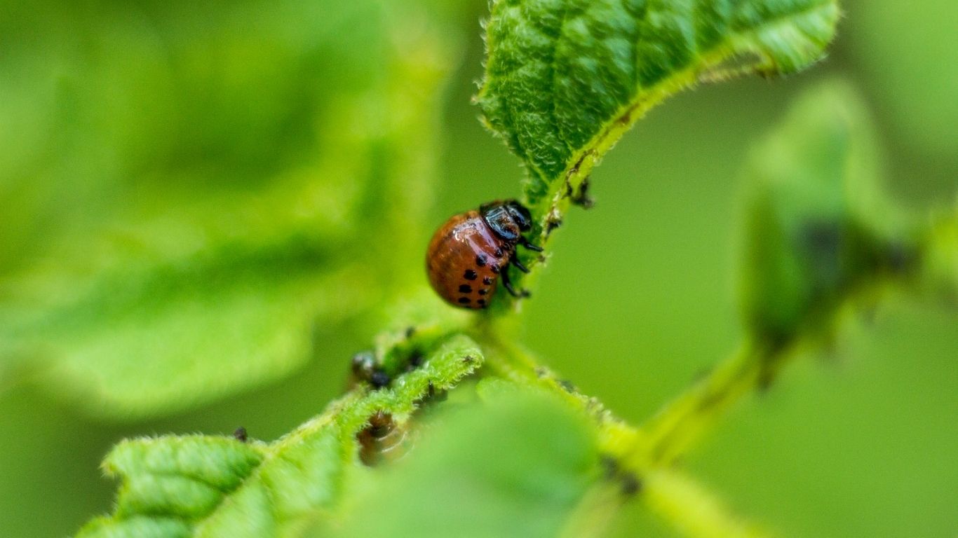 Proteção e Nutrição das Plantas