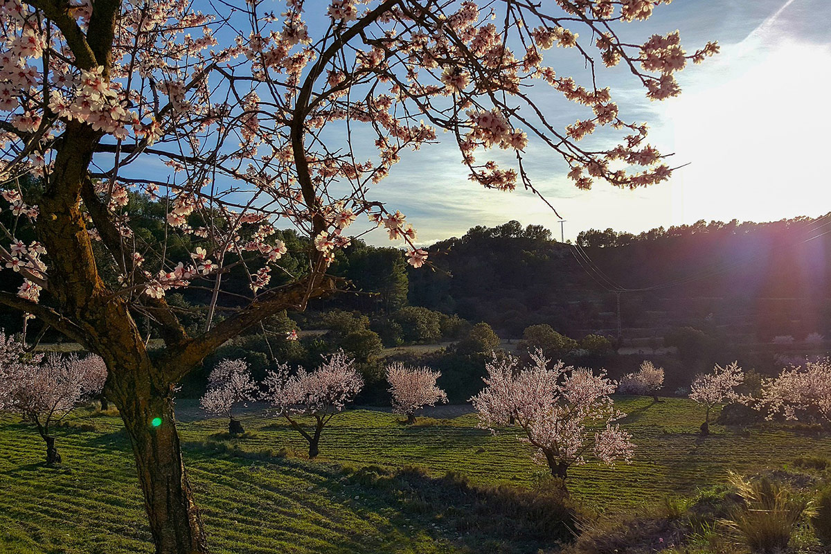 Plano de Rega e Fertilização na Amendoeira