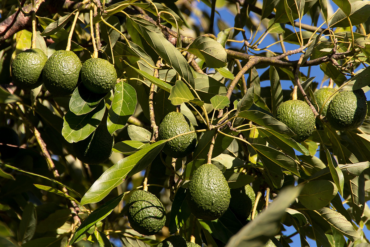 Plano de Rega e Fertilização no Abacateiro