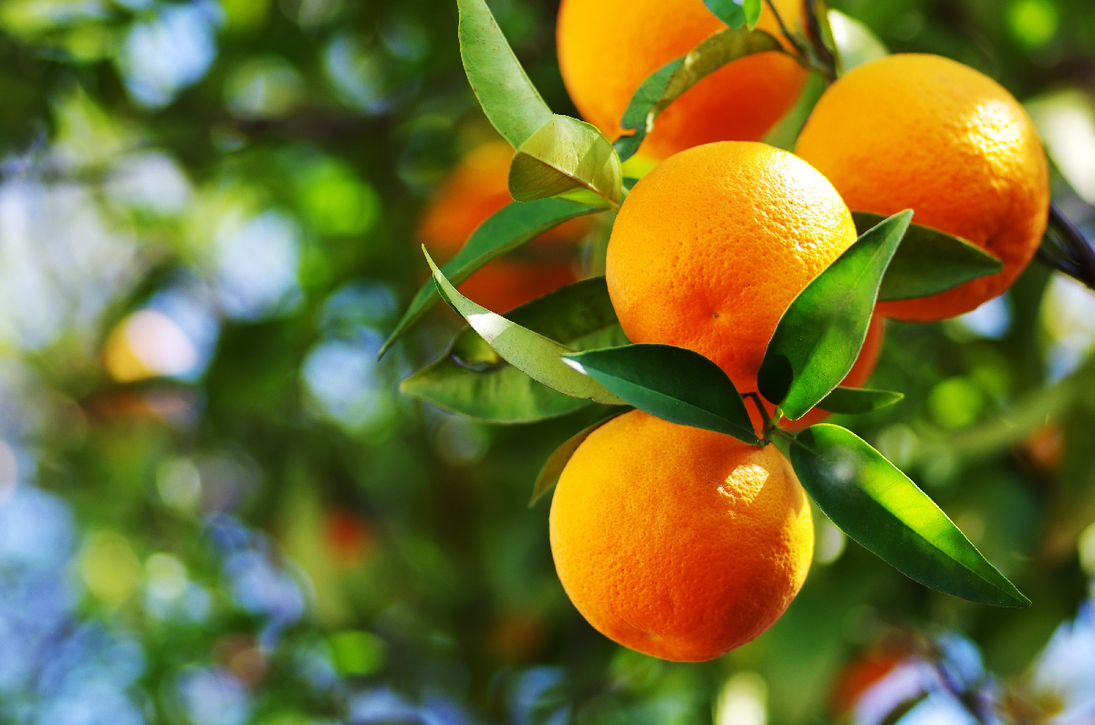 Modelo Técnico Económico da Laranja