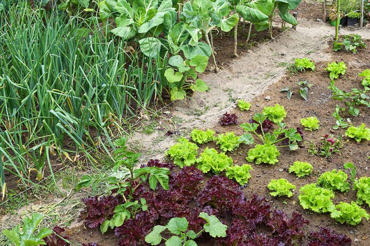 Agricultura Biológica para Mercados Locais