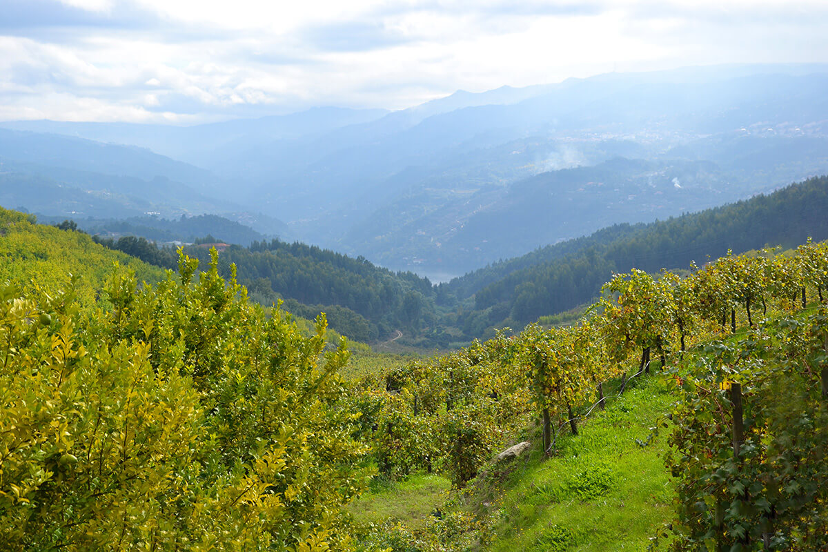 Agricultura sustentável: Implementar medidas de sustentabilidade e economia circular